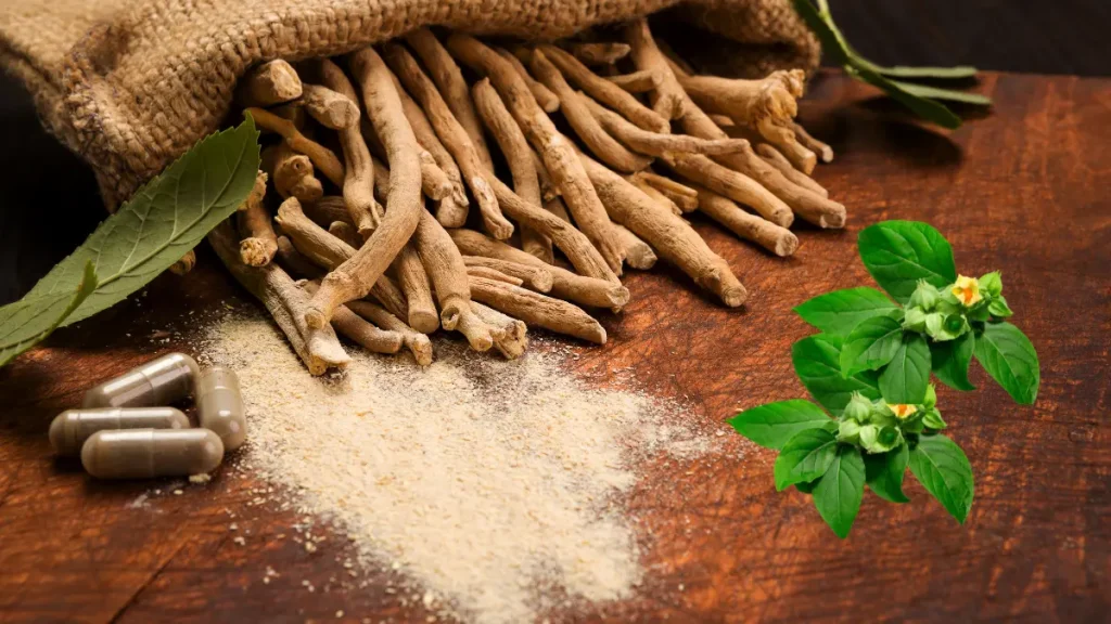 अश्वगंधा: एक पुरातन साथी, एक भरोसेमंद औषधि