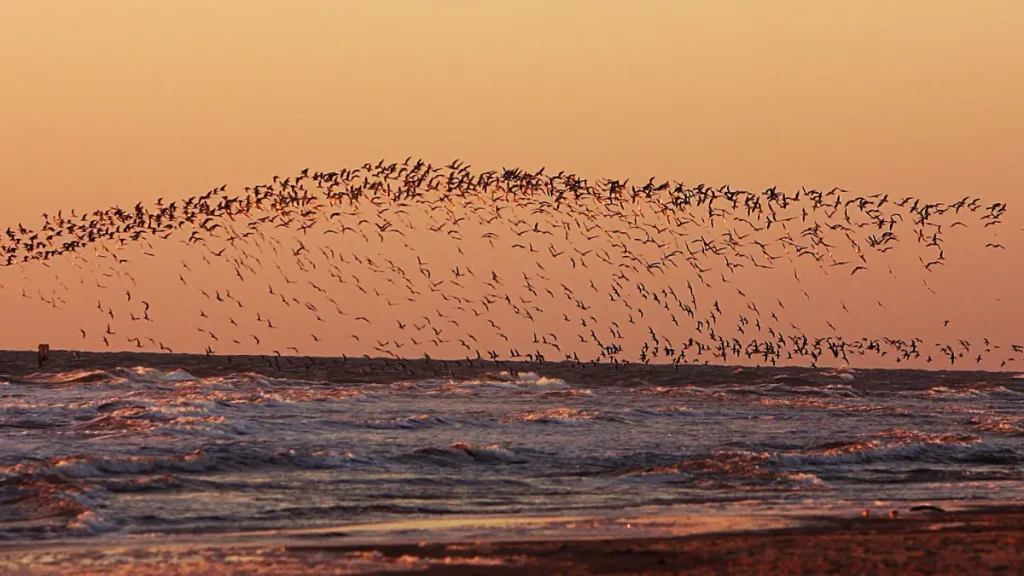 Bird Migration: Nature’s Greatest Travellers