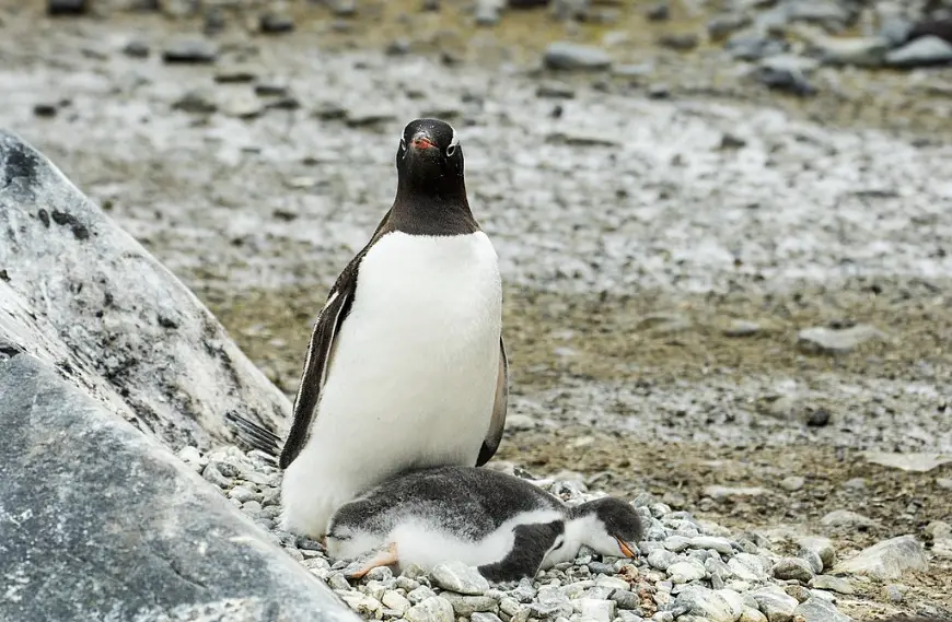 Inside the Lives of Flightless Penguins and Their Ocean Struggles