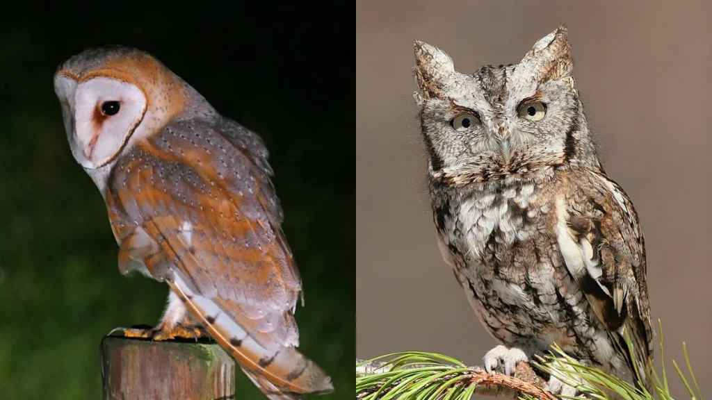Owls: Stealthy Night Hunters with Supernatural Senses