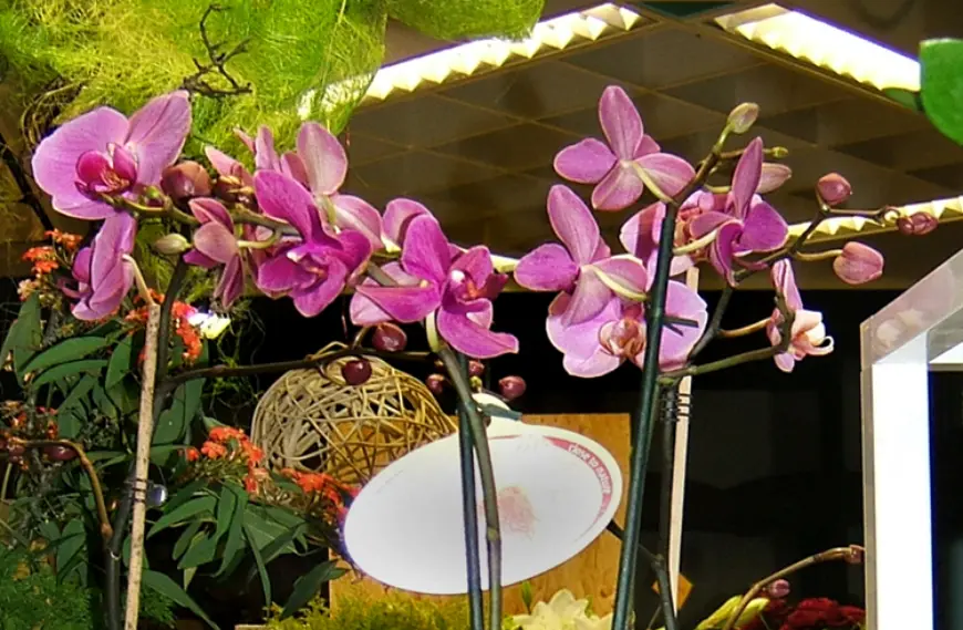 Orchids: Nature’s Masters of Deception, Diversity, and Exotic Beauty