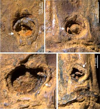 37,000-Year-Old Bamboo Fossil in Manipur Uncovers Asia’s Ice Age Survival Story