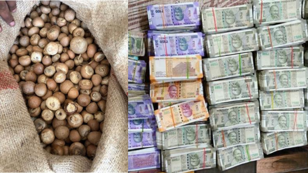 DRI Uncovers Large-Scale Illegal Areca Nut Imports