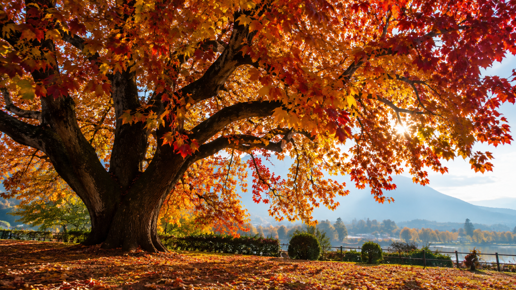 A majestic chinar tree in Kashmir with vibrant red, orange and golden-yellow autumn leaves overlooking a lake and distant mountains.